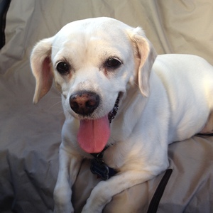 Fundraising Page: Steve Martin